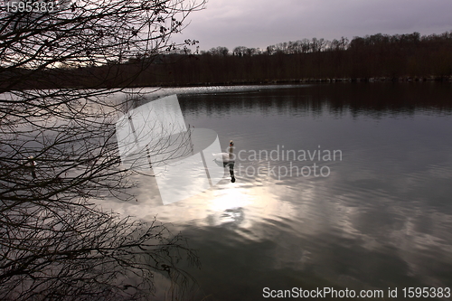 Image of Wild swan mute on its lake in France.