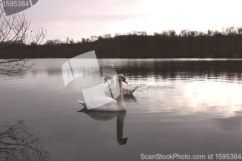 Image of Wild swan mute on its lake in France.