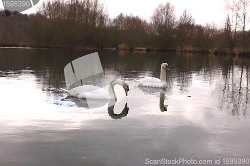 Image of Wild swan mute on its lake in France.