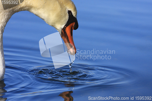 Image of Wild swan mute on its lake in France.