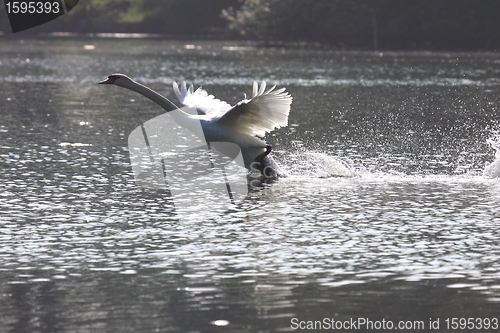 Image of Landing of a swan mute in france