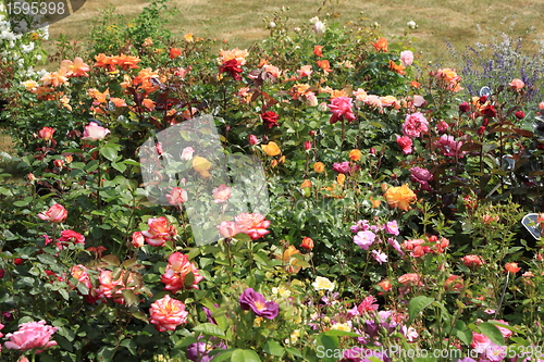 Image of Market of flowers in spring in France