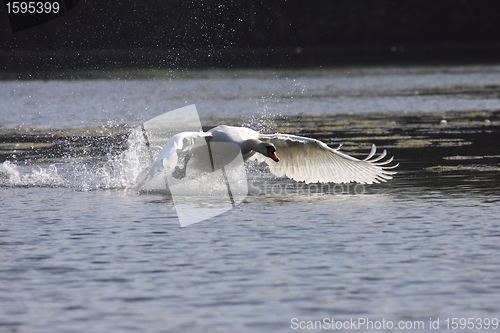 Image of Landing of a swan mute in france