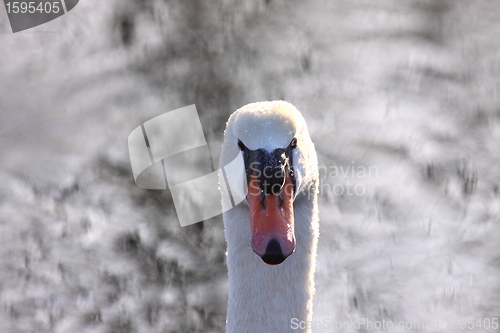 Image of Wild swan mute on its lake in France.