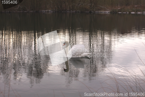 Image of Wild swan mute on its lake in France.