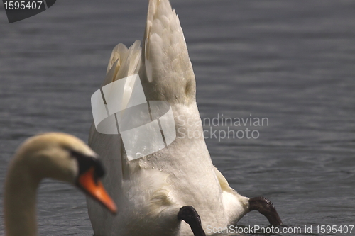 Image of Wild swan mute on its lake in France.