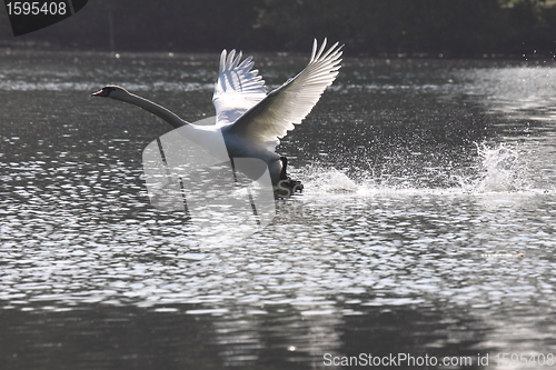 Image of Landing of a swan mute in france