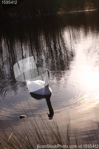 Image of Wild swan mute on its lake in France.