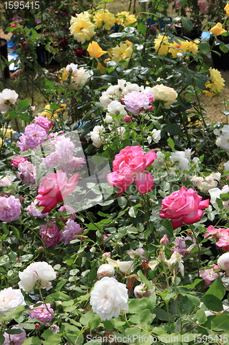 Image of Market of flowers in spring in France