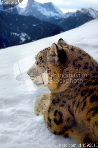 Image of Photomontage of a snow leopard