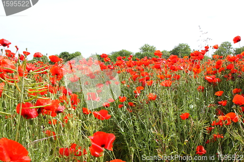 Image of Fields of poppies in spring in France