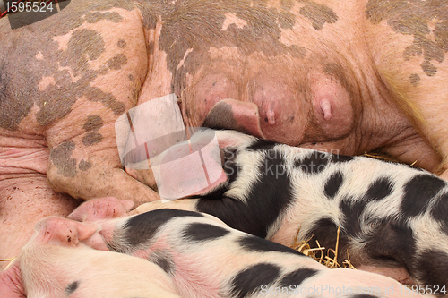 Image of piglets suckling their mother lying on the straw