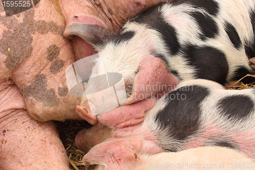 Image of piglets suckling their mother lying on the straw