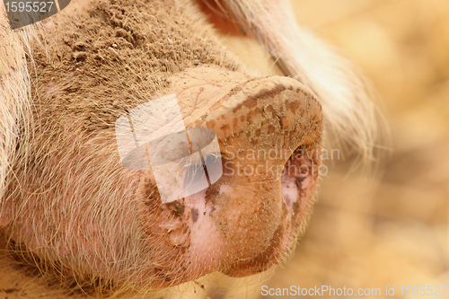 Image of close up of a very big pig pink and black