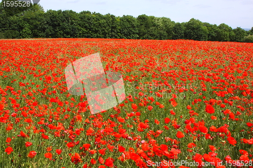 Image of Fields of poppies in spring in France