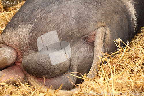 Image of rear view of a big pig and his testicles