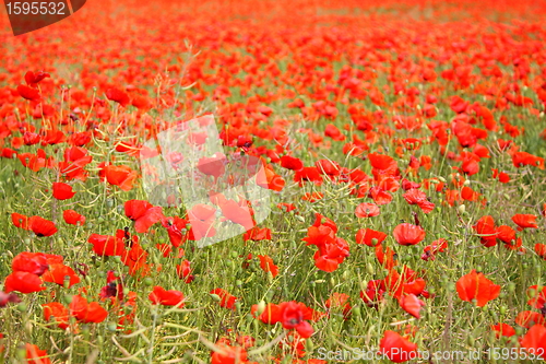 Image of Fields of poppies in spring in France