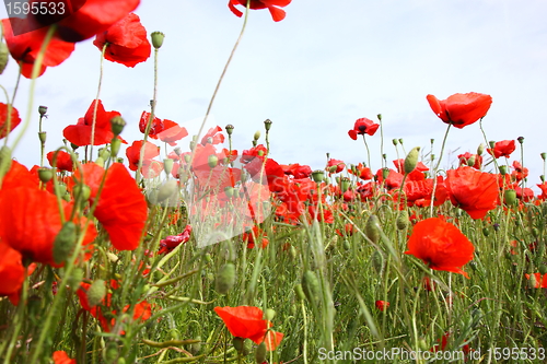 Image of Fields of poppies in spring in France