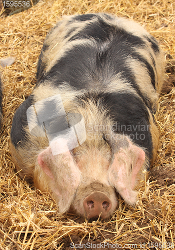 Image of close up of a very big pig pink and black