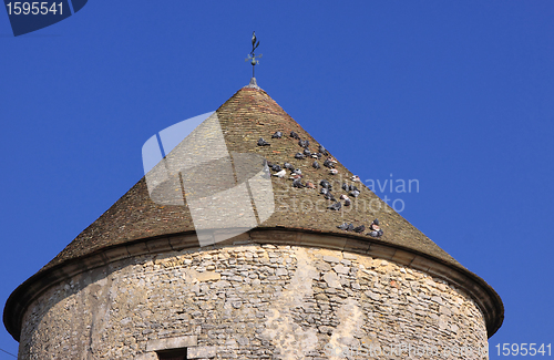 Image of pigeons on a roof resting on a beautiful spring day