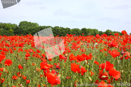 Image of Fields of poppies in spring in France