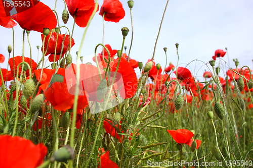 Image of Fields of poppies in spring in France