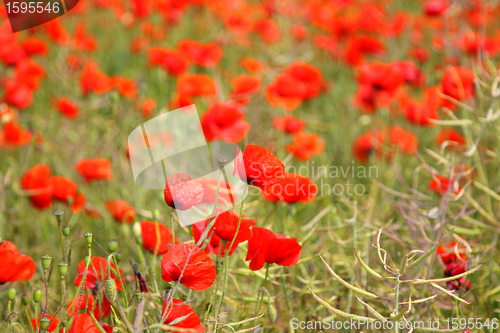 Image of Fields of poppies in spring in France