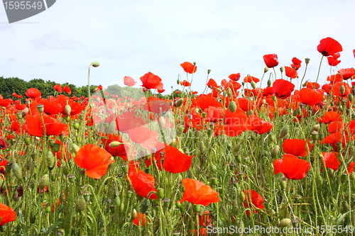 Image of Fields of poppies in spring in France