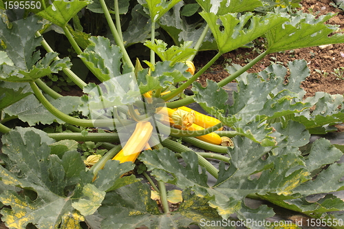 Image of Yellow Zucchini with flowers in vegetable garden