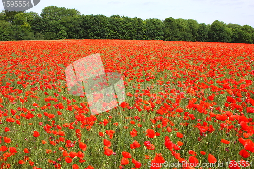 Image of Fields of poppies in spring in France