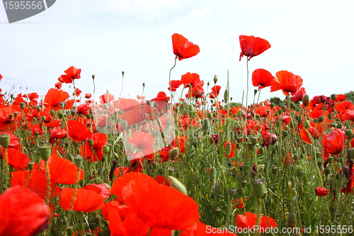 Image of Fields of poppies in spring in France