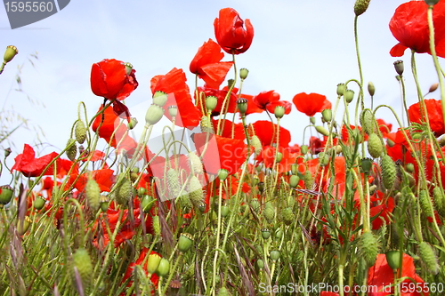 Image of Fields of poppies in spring in France