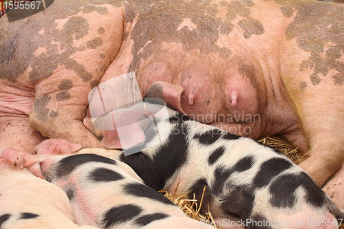 Image of piglets suckling their mother lying on the straw