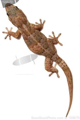 Image of Gecko on White