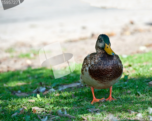 Image of Wild duck