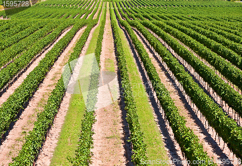 Image of Aerial View Of Vineyard in Ontario Canada