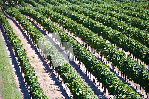Image of Aerial View Of Vineyard in Ontario Canada