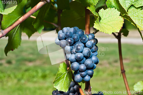 Image of Red wine grapes