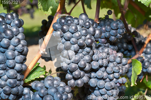 Image of Red wine grapes
