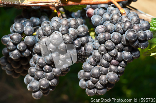 Image of Red wine grapes