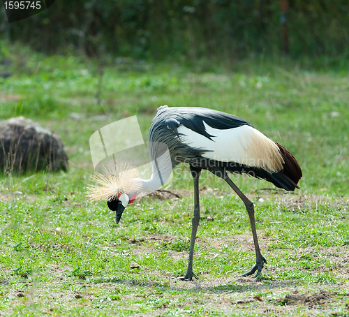 Image of Grey Crowned Crane