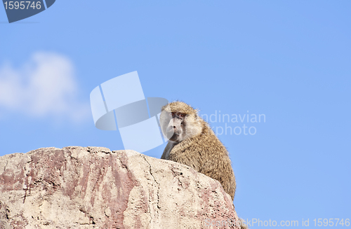 Image of Baboon - Papio anubis, monkey