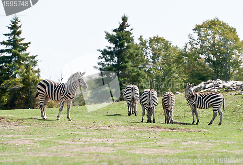 Image of Zebras on the field