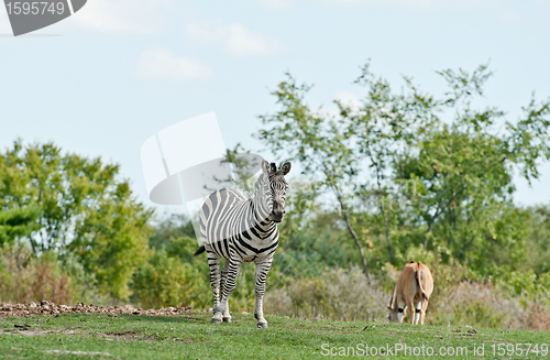 Image of Zebra