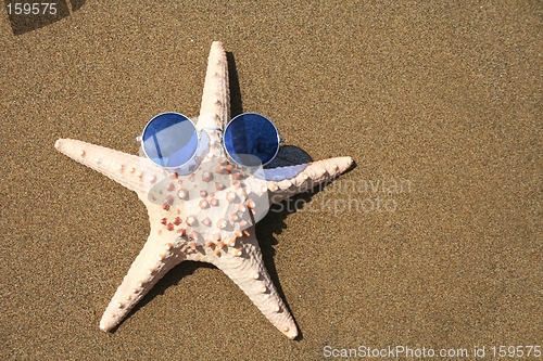 Image of Groovy Starfish
