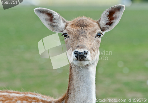 Image of White-Tailed Deer Fawn