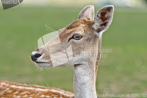 Image of White-Tailed Deer Fawn
