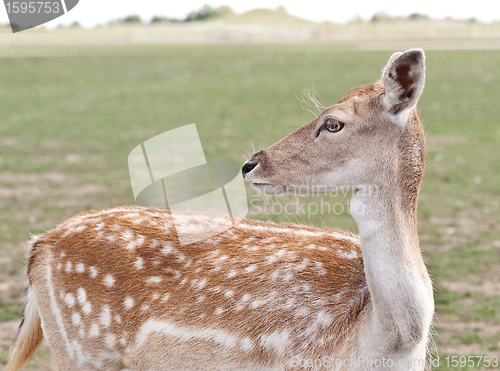 Image of White-Tailed Deer Fawn