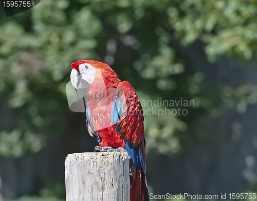 Image of Macaw red parrot portrait