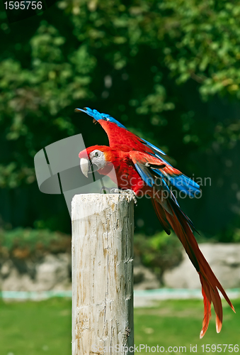 Image of Macaw red parrot portrait